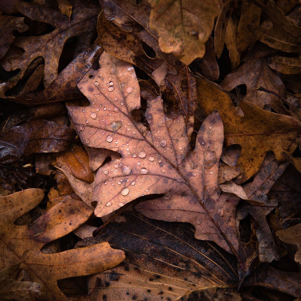 Days of Autumn