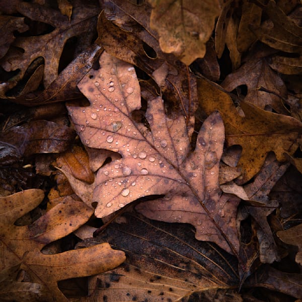 Days of Autumn