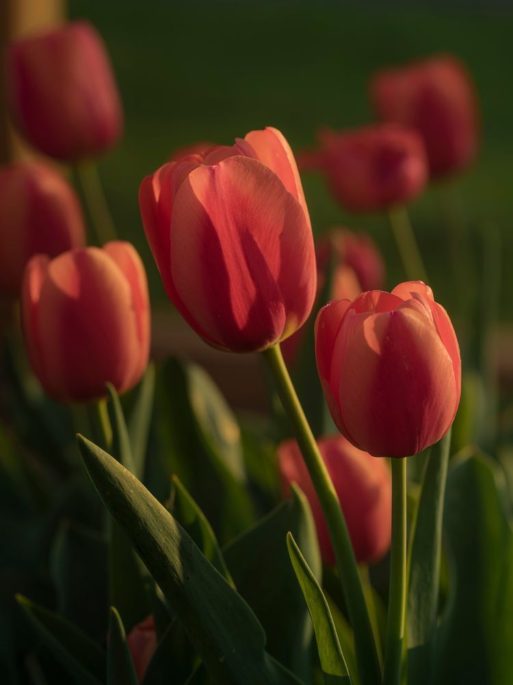 Evening Tulips