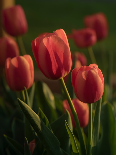 Evening Tulips
