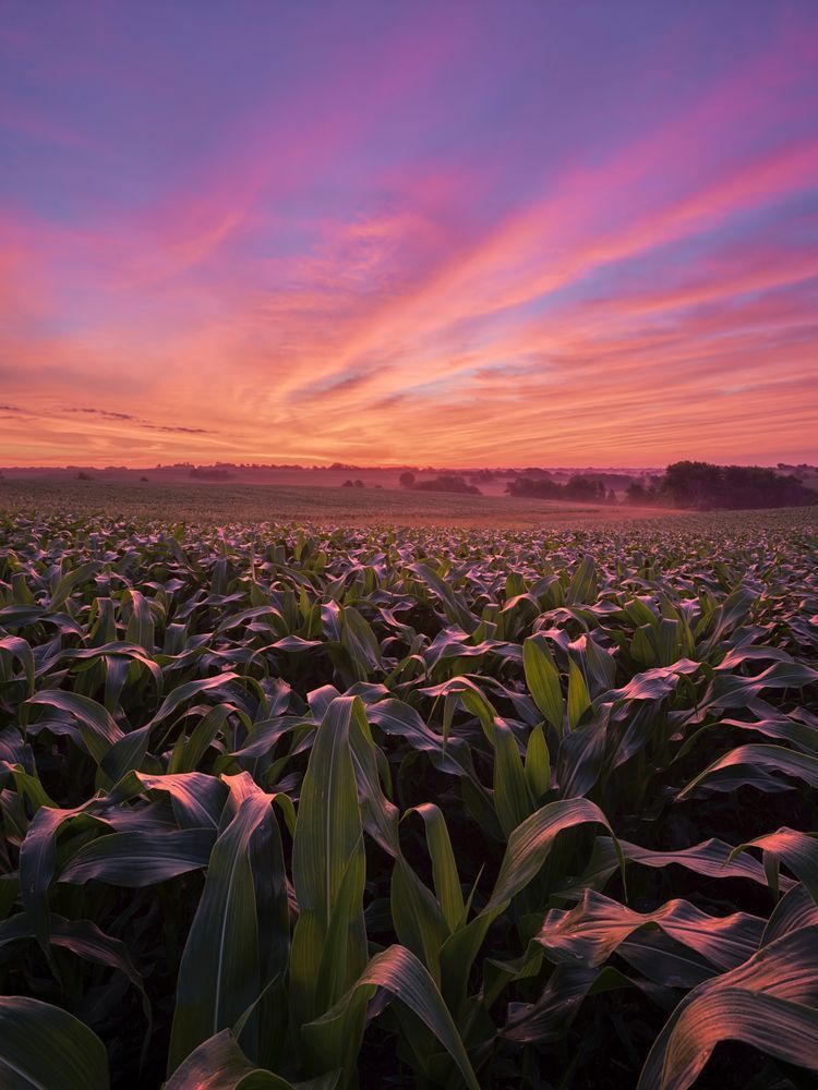 Memorable Iowa Cornfield Sunrise