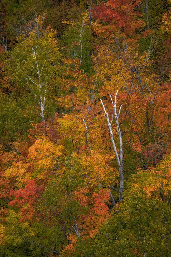 Mingled Colors