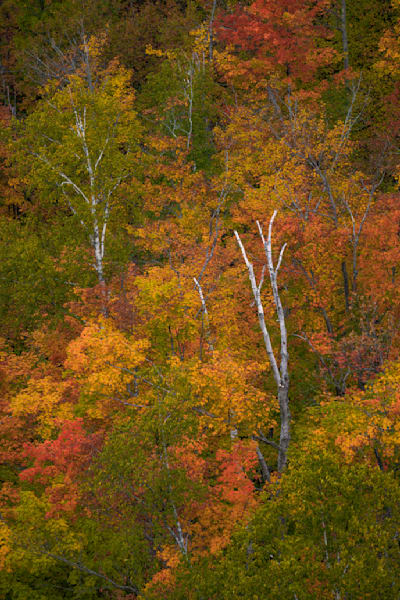 Mingled Colors