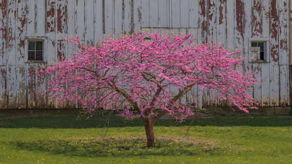 Redbud Tree In Bloom