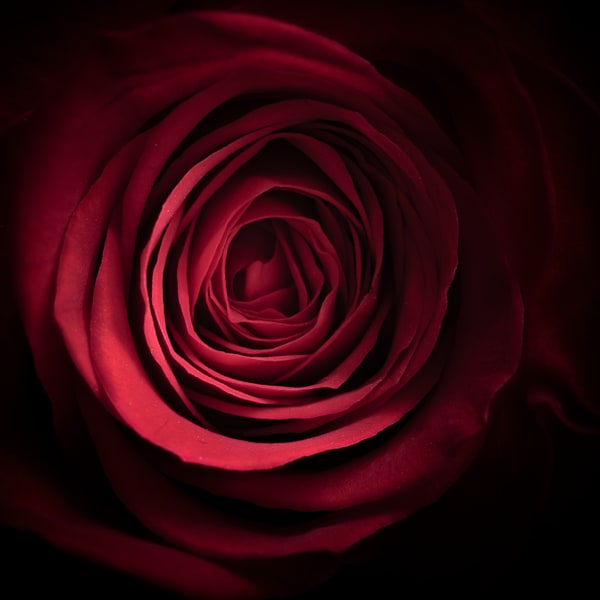 Roses Are Red #01