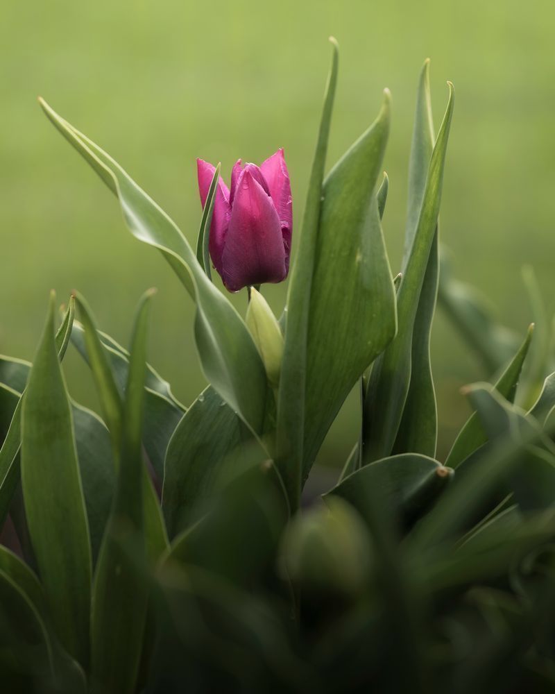 Spring Blooms #4