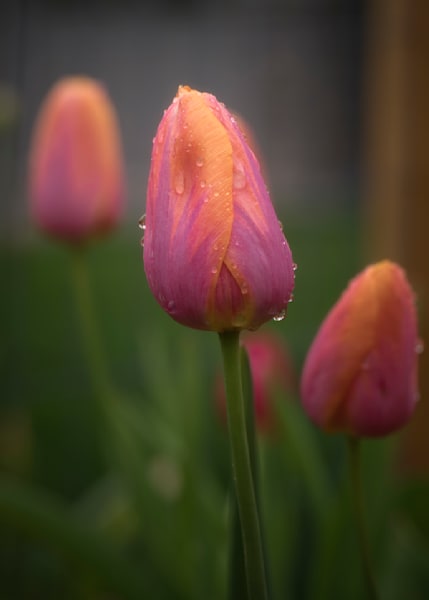 Spring Blooms #1