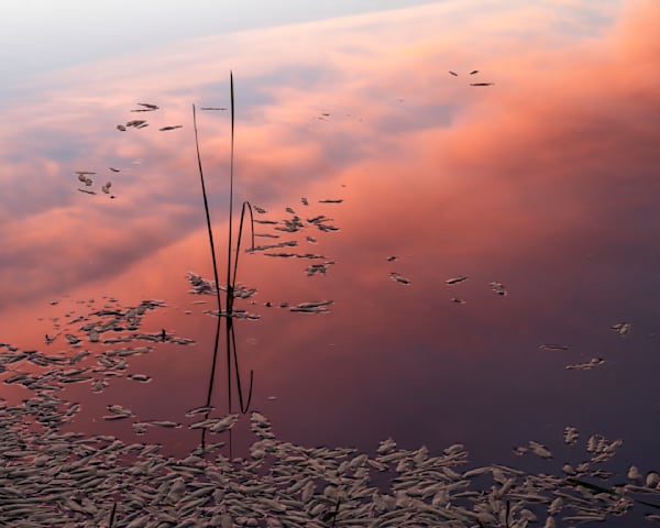 Pond Sunset #3