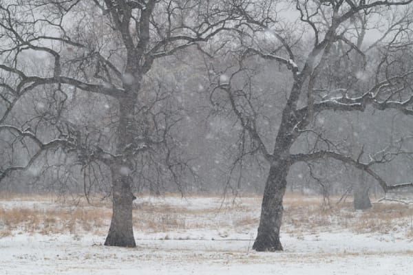 Twin Trees #04
