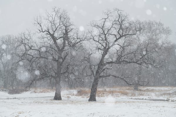 Twin Trees #01