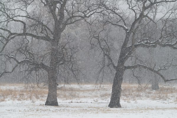 Twin Trees #03