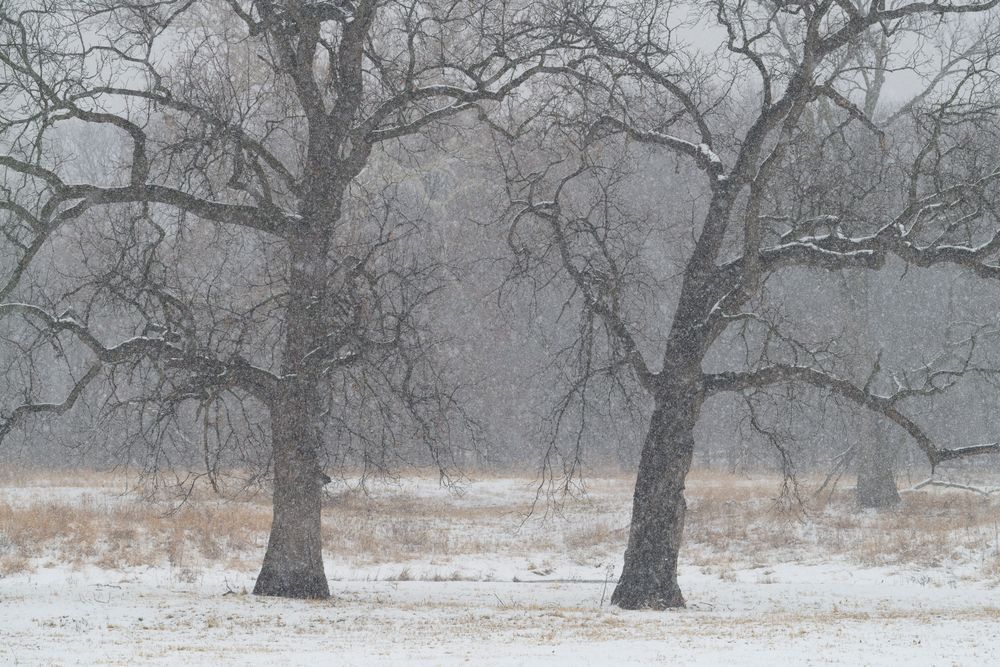 Twin Trees #03