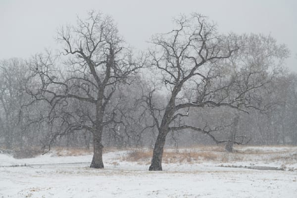 Twin Trees #02