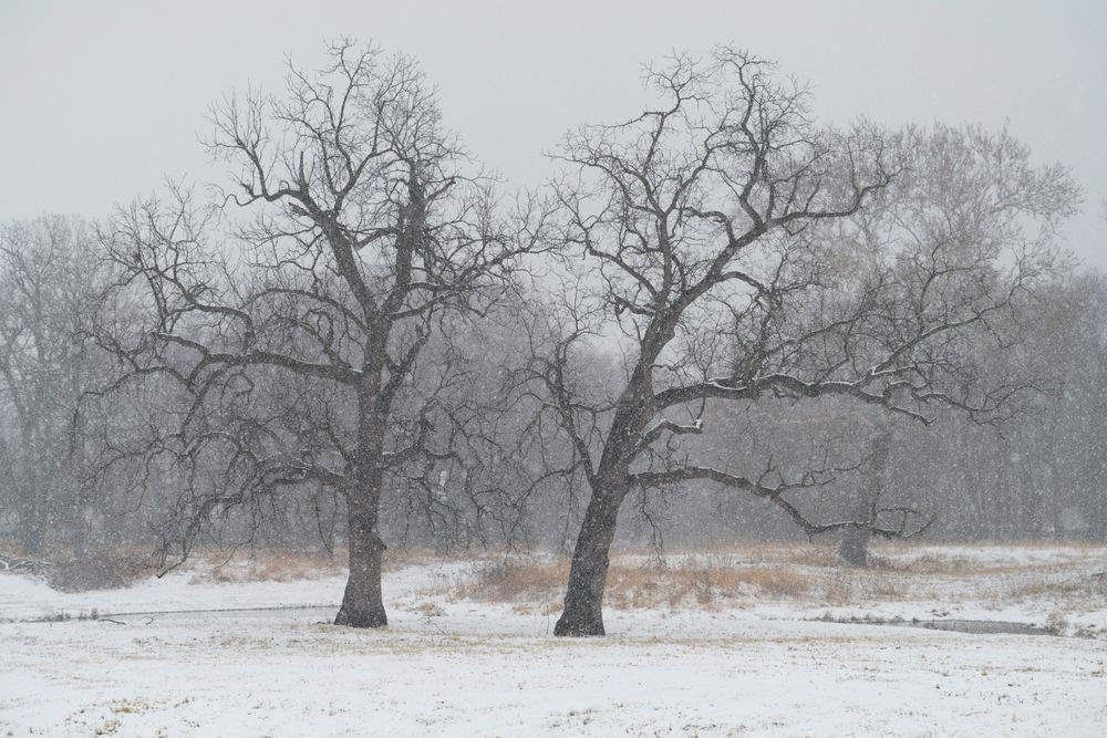 Twin Trees #02