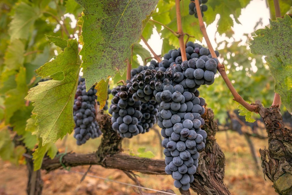 Tuscan Grapes