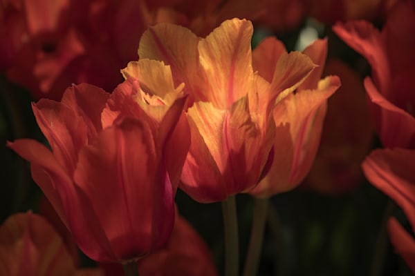 Tulip Time-017