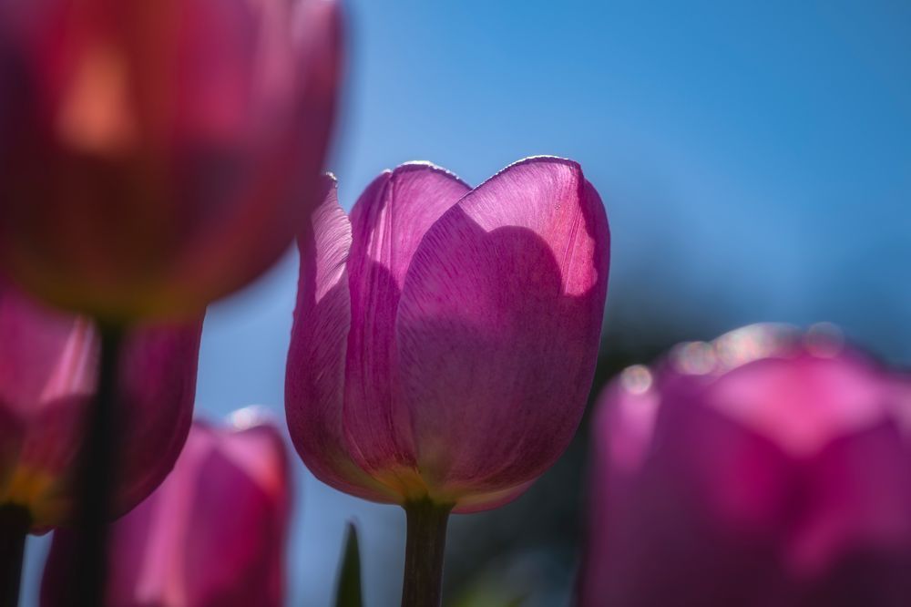 Tulip Time-009