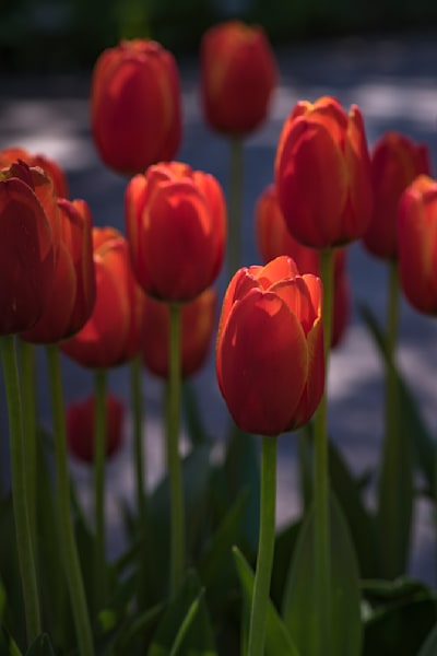Tulip Time-007