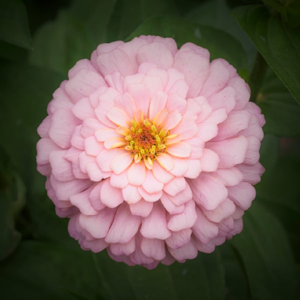 Zinnia