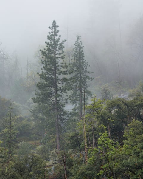 Foggy Ponderosa Pines - Wawona Tunnel, Yosemite