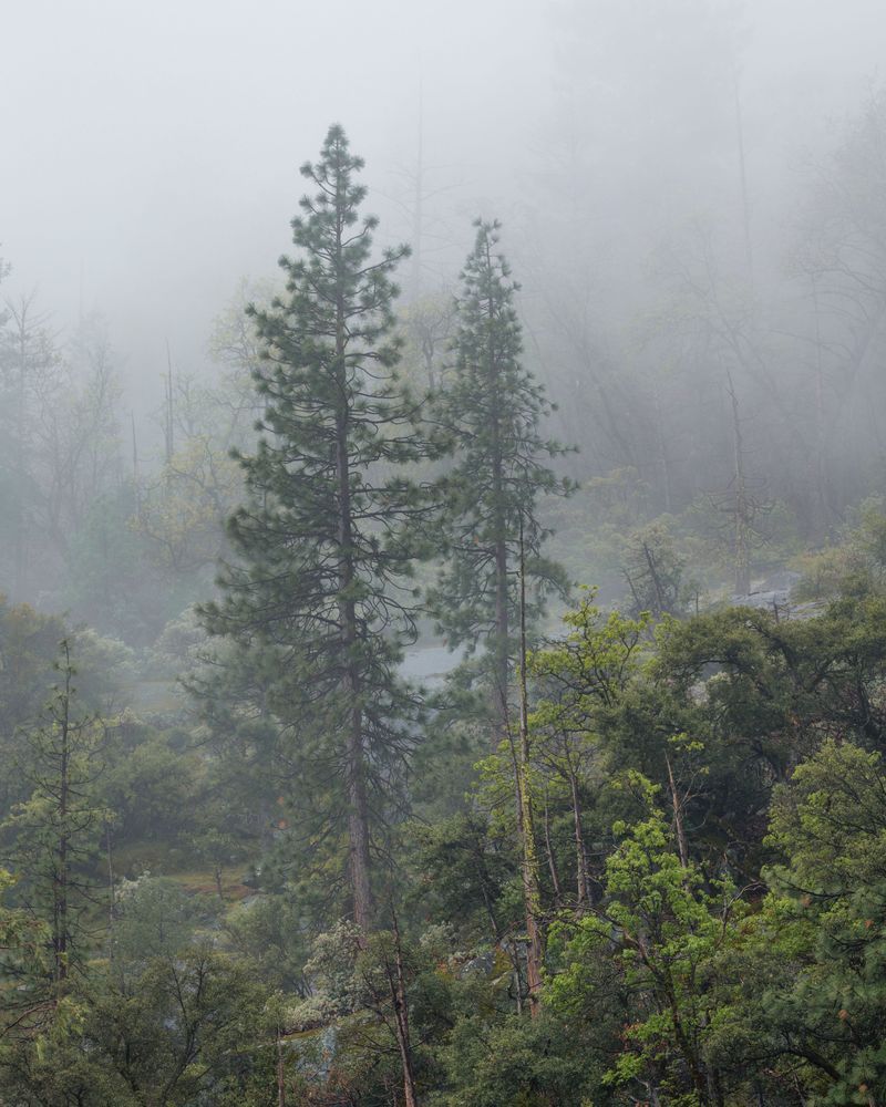 Foggy Ponderosa Pines - Wawona Tunnel, Yosemite