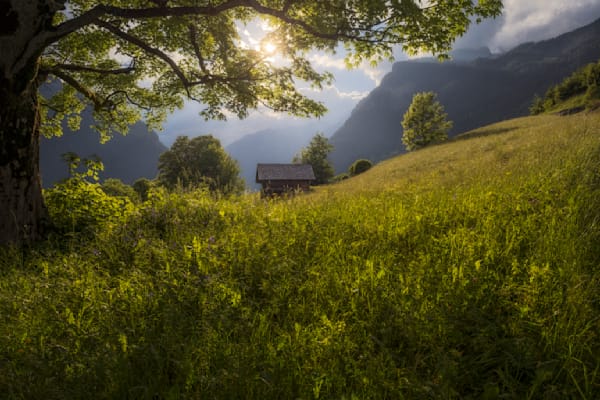 Light Returns to Hillside