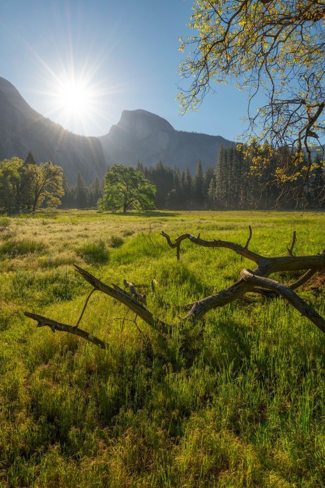 Sunstar and Half Dome - Cook's Meadow