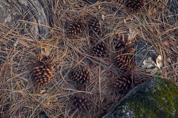 Pine Cones and Needles - Yosemite Valley Floor