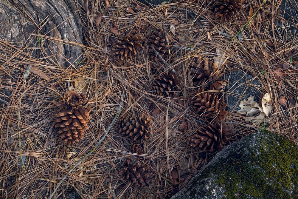 Pine Cones and Needles - Yosemite Valley Floor