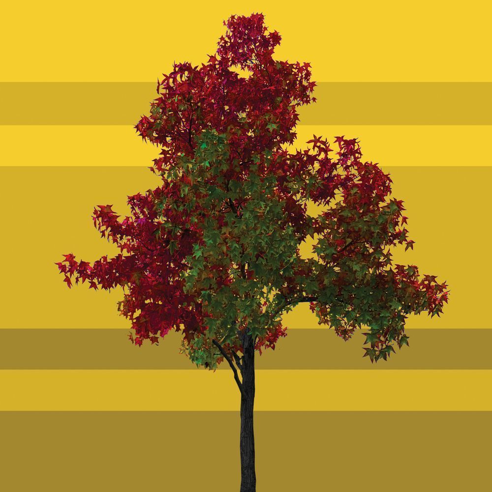 Red Tree, Art Prints Art | Jon Savage Gallery
