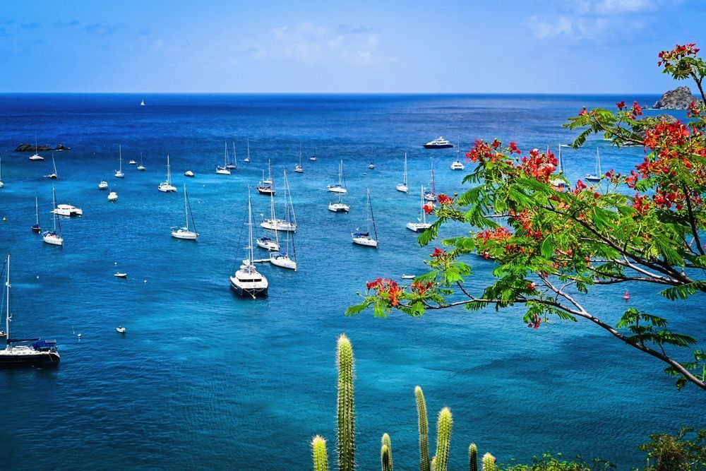 St. Barth Tropical Sailboats Art Print | Studio Petrino - Vibrant Caribbean Seascape