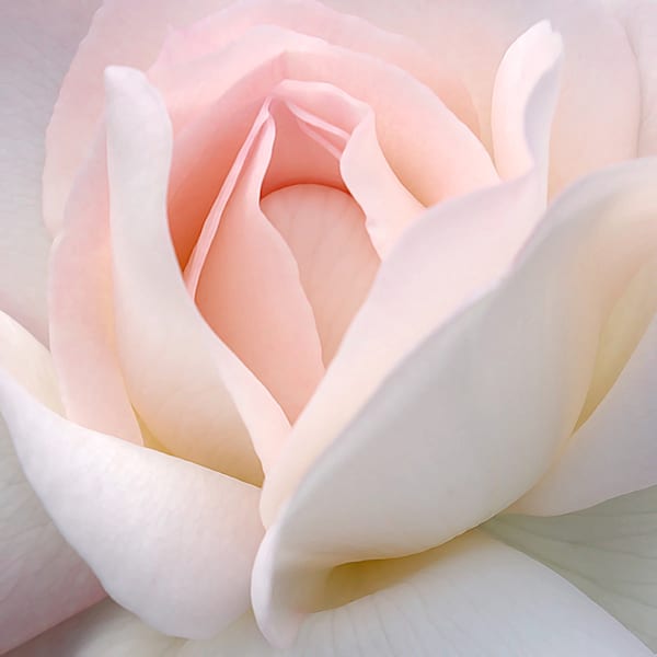 A DOZEN ROSES