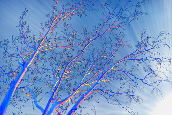 Tree Architecture Series