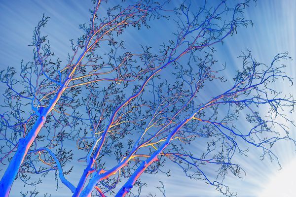 Tree Architecture Series