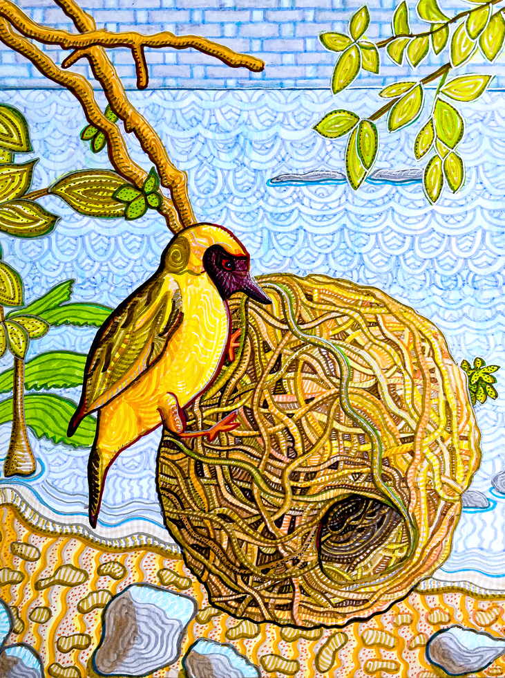 Gift Shop: Masked Weaver -Lake Malawi