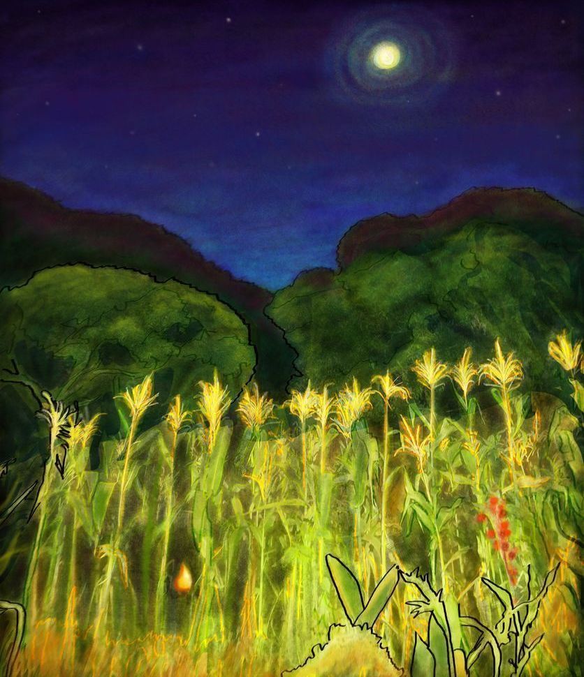Gift Shop: Malawian Maize