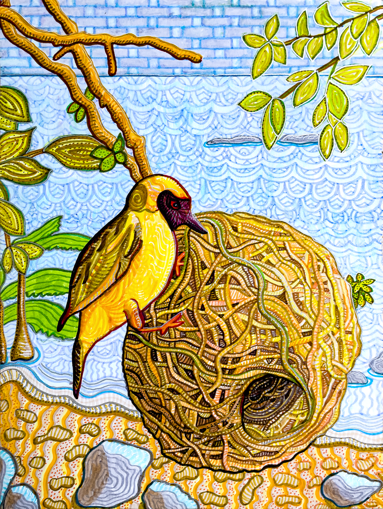 Masked Weaver -Lake Malawi bird nest art drawing