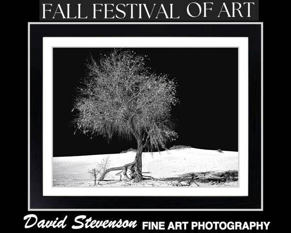 My Upcoming Shows & Exhibitions