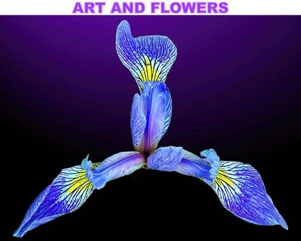 ART & FLOWERS PRINTS (FREE SHIPPING)