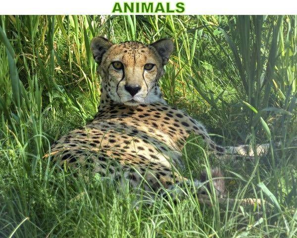 ANIMAL KINGDOM PRINTS (FREE SHIPPING)