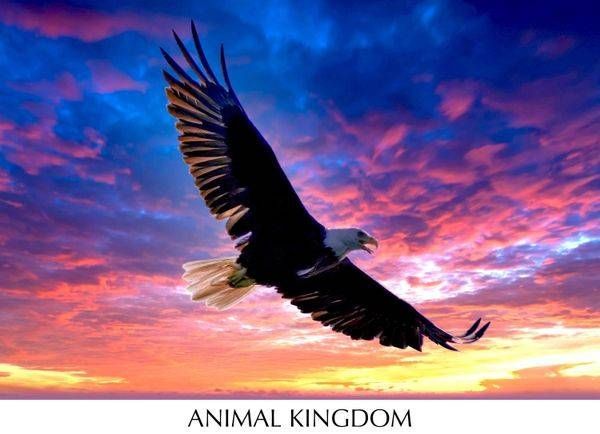 ANIMAL KINGDOM