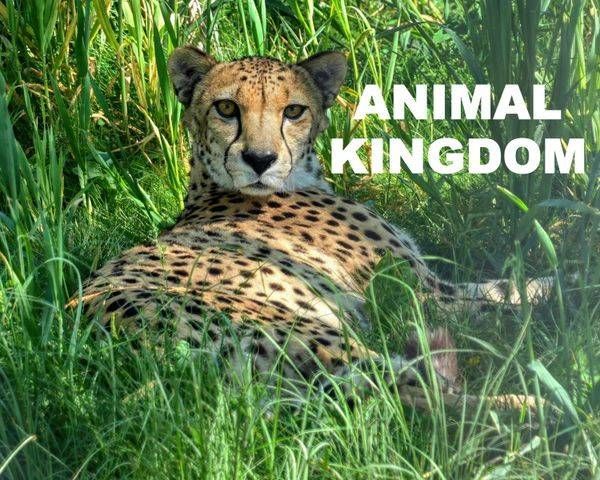 ANIMAL KINGDOM (FREE SHIPPING)