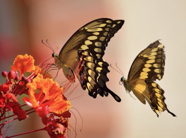 Butterflies