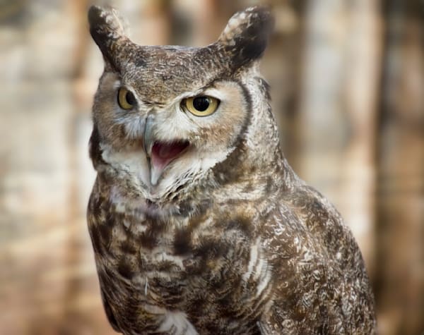 Owls