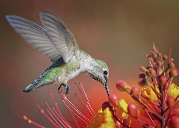Hummingbirds