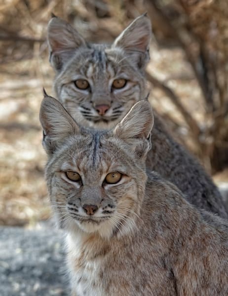Bobcats