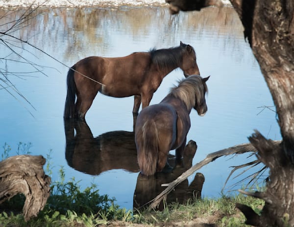 Horses