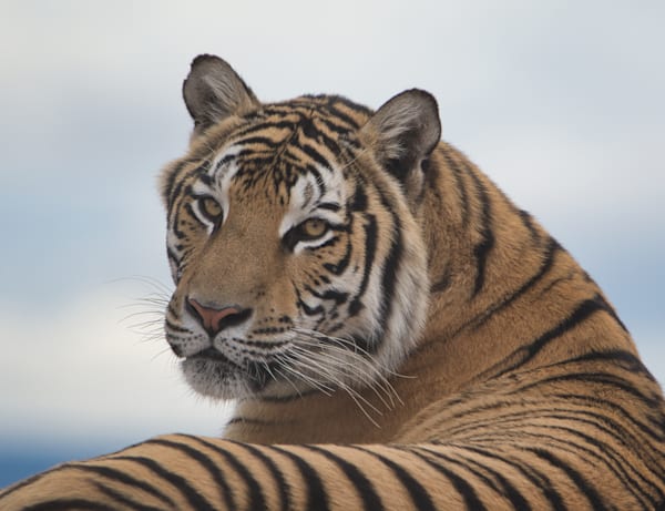 Other Animals