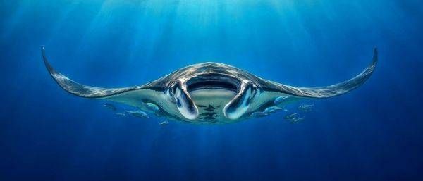 Air Manta Art | Larry Hersberger
