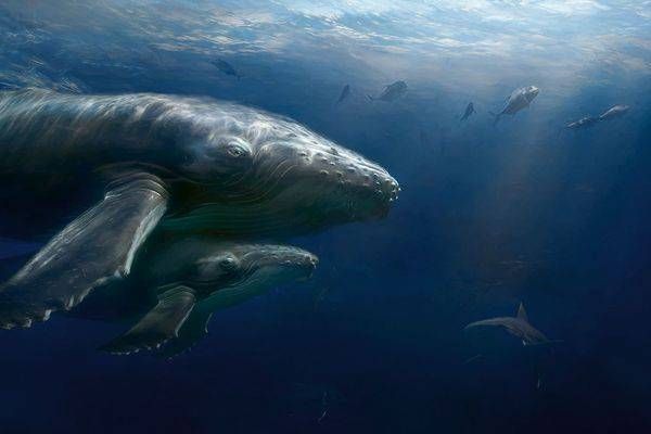 Watchful Eye Art | Larry Hersberger